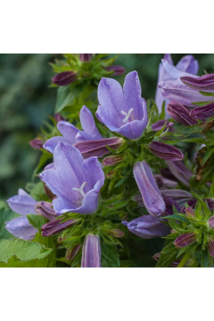 Dzwonek 'Viking' | Campanula