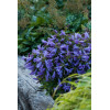 Dzwonek 'Viking' | Campanula