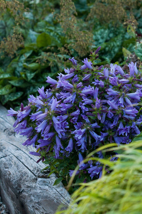 Dzwonek 'Viking' | Campanula