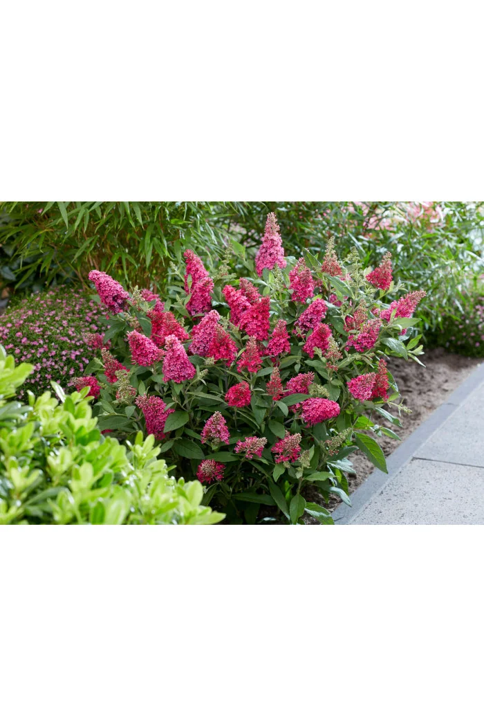 Budleja 'Butterfly Candy Little Ruby' | Buddleja dawidii