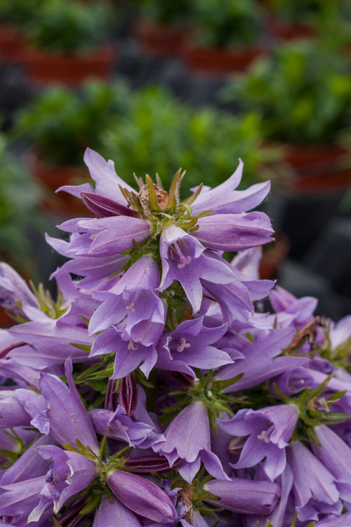 Dzwonek 'Viking' | Campanula