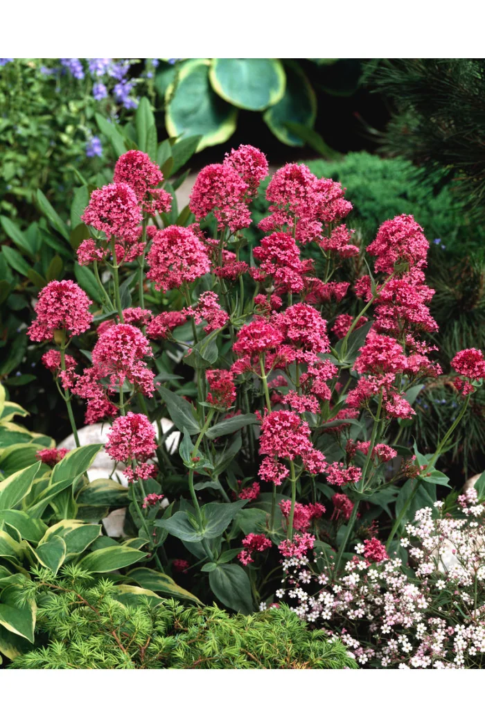 Ostrogowiec czerwony 'RosenRot' | Centranthus ruber