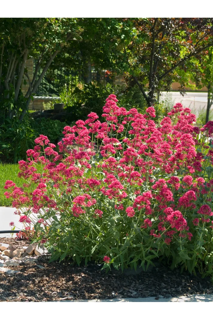 Ostrogowiec czerwony 'RosenRot' | Centranthus ruber