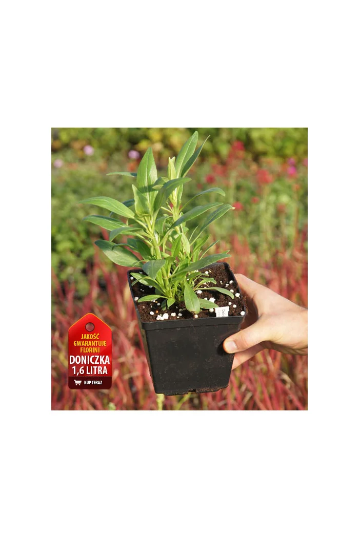 Ostrogowiec czerwony 'RosenRot' | Centranthus ruber