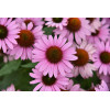 Jeżówka 'Fountain Light Purple' | Echinacea