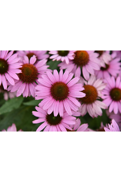 Jeżówka 'Fountain Light Purple' | Echinacea