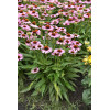 Jeżówka 'Fountain Light Purple' | Echinacea