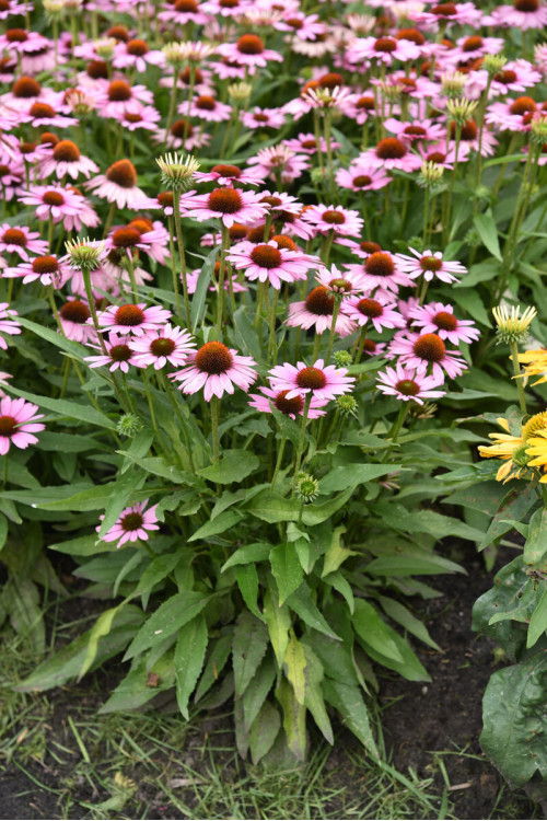 Jeżówka 'Fountain Light Purple' | Echinacea