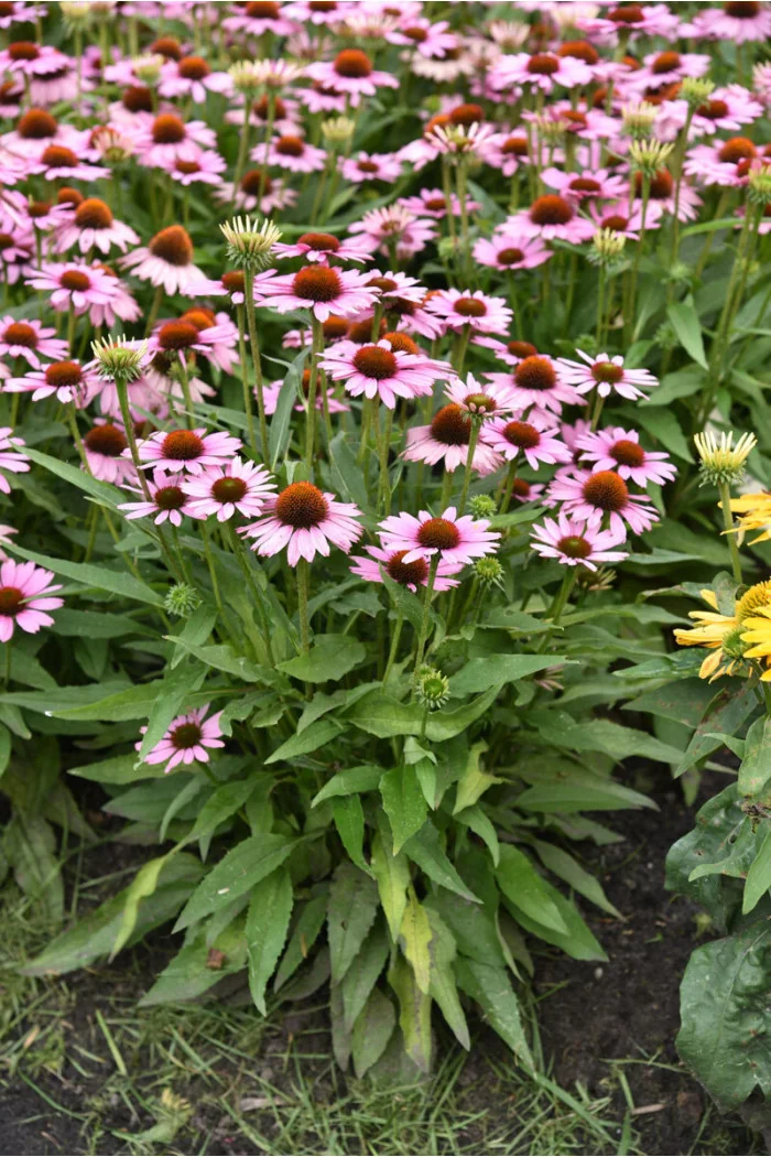Jeżówka 'Fountain Light Purple' | Echinacea