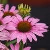 Jeżówka 'Fountain Light Purple' | Echinacea