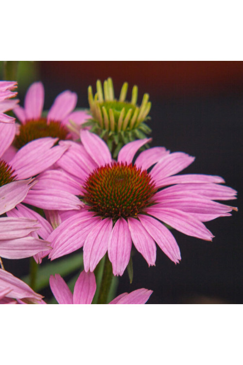 Jeżówka 'Fountain Light Purple' | Echinacea