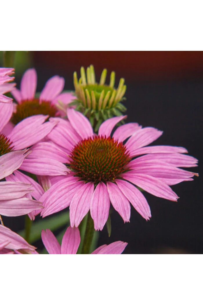Jeżówka 'Fountain Light Purple' | Echinacea