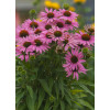 Jeżówka 'Fountain Light Purple' | Echinacea