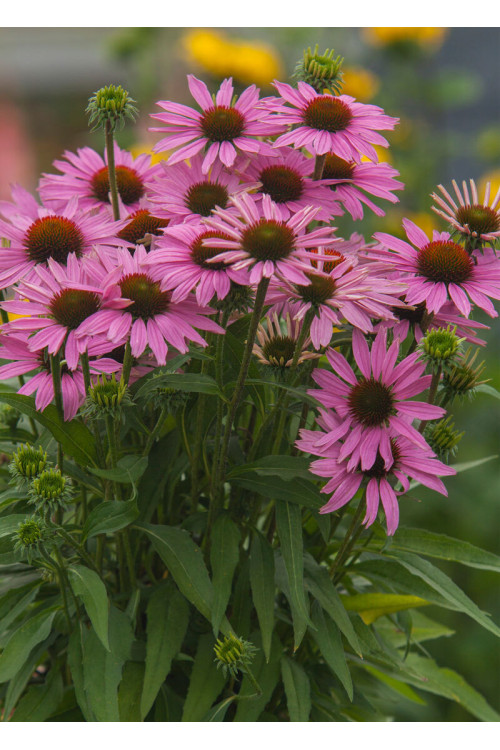 Jeżówka 'Fountain Light Purple' | Echinacea