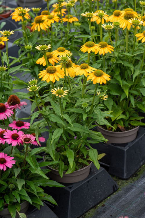 Jeżówka 'SunMagic Fantastic Yellow' | Echinacea