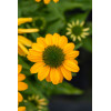 Jeżówka 'SunMagic Fantastic Yellow' | Echinacea
