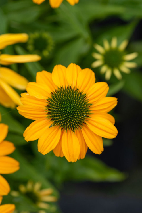 Jeżówka 'SunMagic Fantastic Yellow' | Echinacea