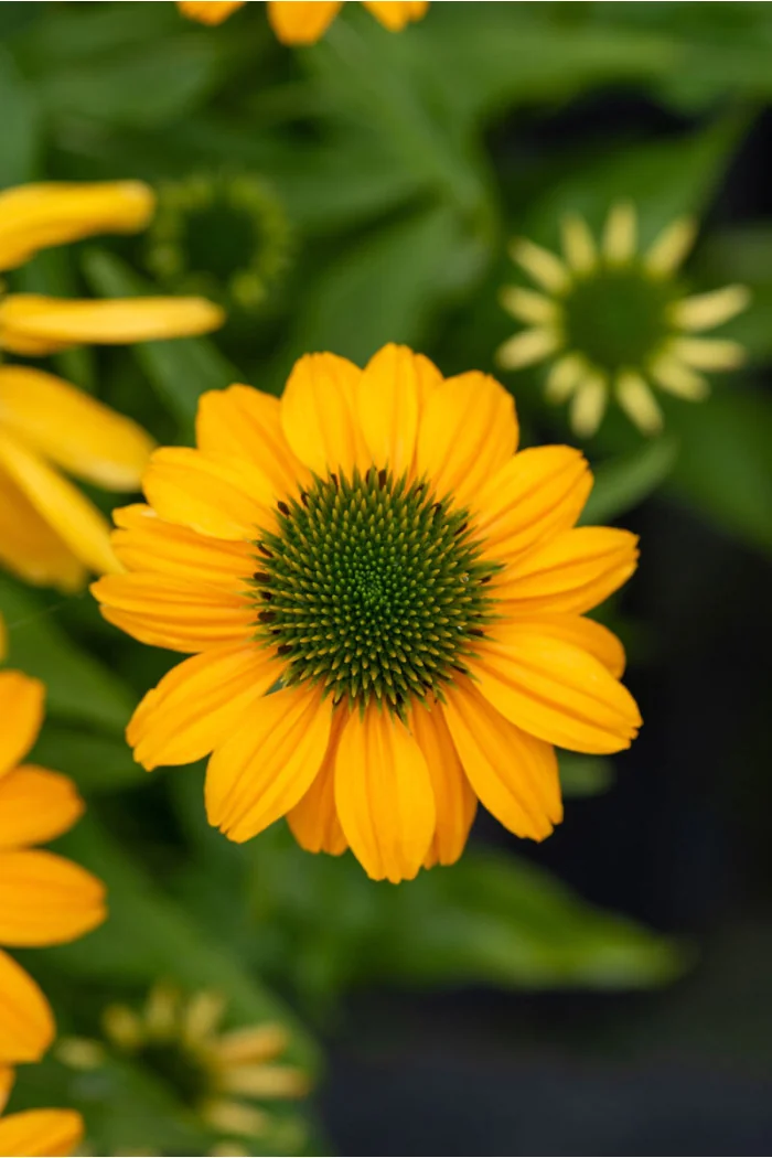 Jeżówka 'SunMagic Fantastic Yellow' | Echinacea