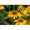 Jeżówka 'SunMagic Fantastic Yellow' | Echinacea