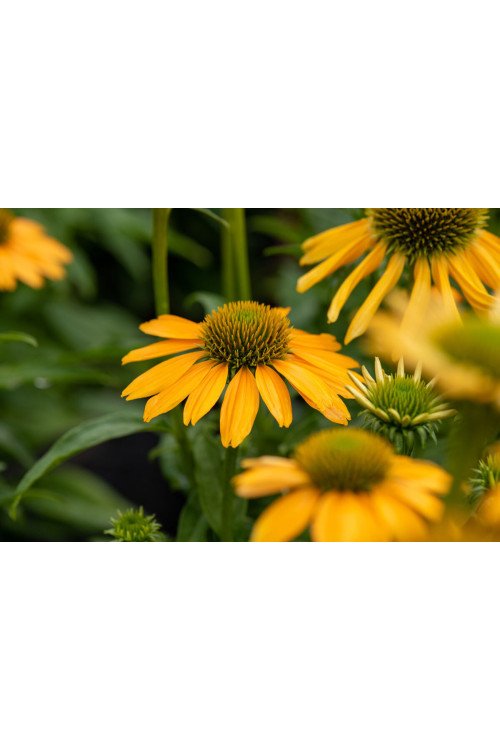 Jeżówka 'SunMagic Fantastic Yellow' | Echinacea