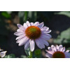 Jeżówka 'Pink Skipper' | Echinacea