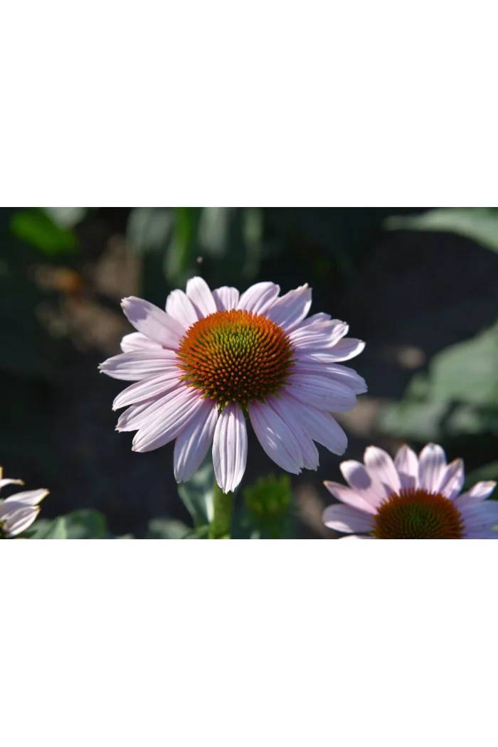 Jeżówka 'Pink Skipper' | Echinacea