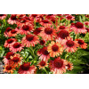 Jeżówka 'Meditation Orange' | Echinacea