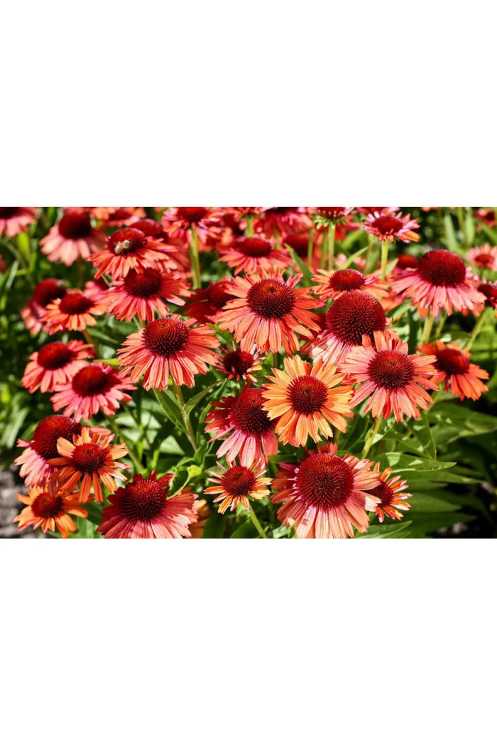 Jeżówka 'Meditation Orange' | Echinacea