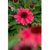 Jeżówka 'SunMagic Vintage Ruby' | Echinacea