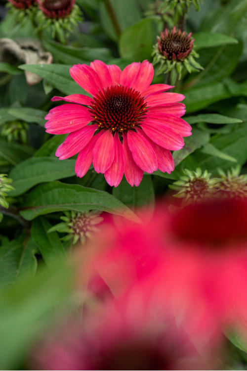 Jeżówka 'SunMagic Vintage Ruby' | Echinacea