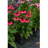 Jeżówka 'SunMagic Vintage Ruby' | Echinacea