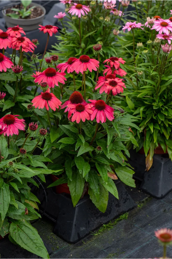 Jeżówka 'SunMagic Vintage Ruby' | Echinacea