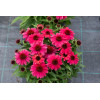 Jeżówka 'SunMagic Vintage Ruby' | Echinacea