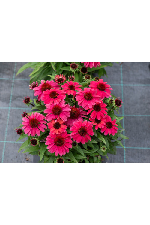 Jeżówka 'SunMagic Vintage Ruby' | Echinacea