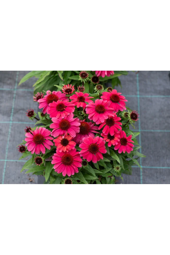 Jeżówka 'SunMagic Vintage Ruby' | Echinacea