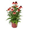 Jeżówka 'Meditation Orange' | Echinacea