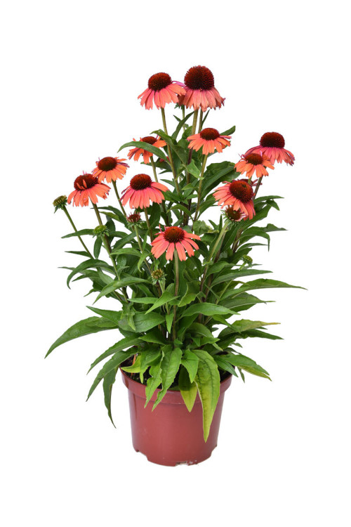 Jeżówka 'Meditation Orange' | Echinacea