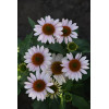 Jeżówka 'Pink Skipper' | Echinacea