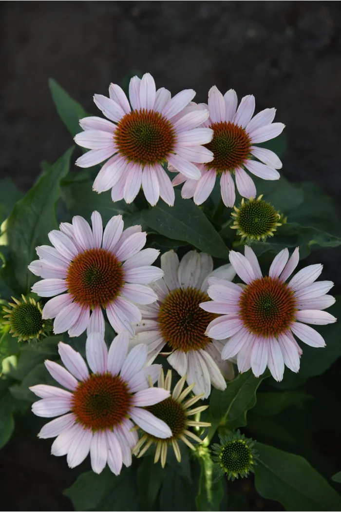 Jeżówka 'Pink Skipper' | Echinacea