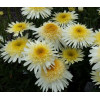 Złocień 'Real Galaxy' | Leucanthemum maximum