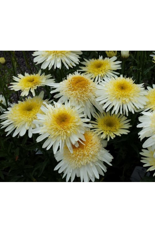 Złocień 'Real Galaxy' | Leucanthemum maximum