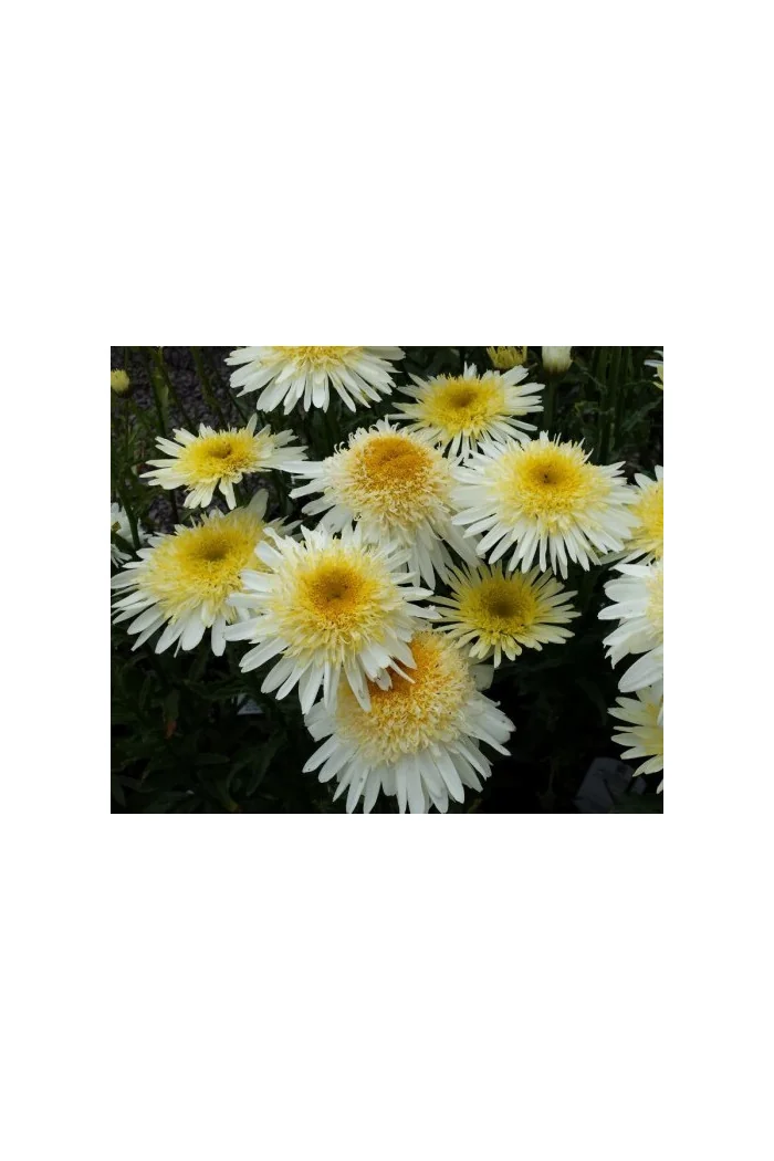Złocień 'Real Galaxy' | Leucanthemum maximum