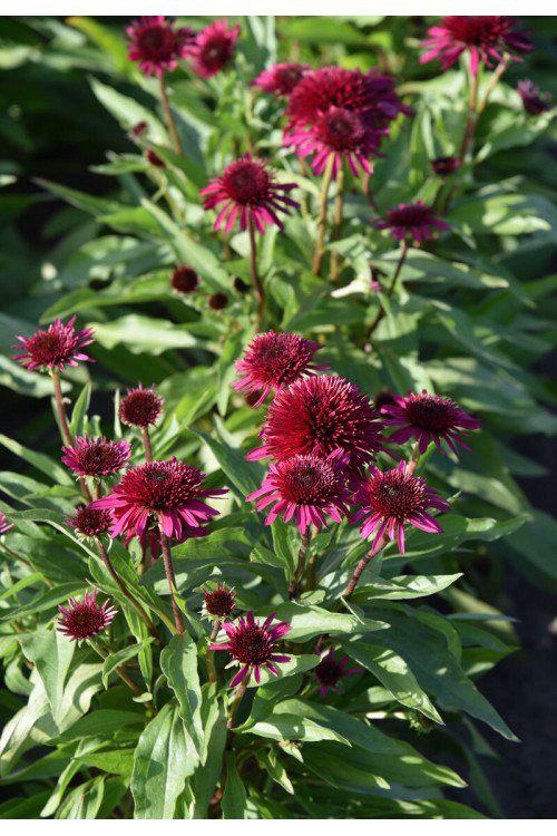 Jeżówka 'Blueberry Cheesecake' | Echinacea