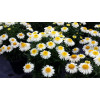 Złocień 'Real Galaxy' | Leucanthemum maximum