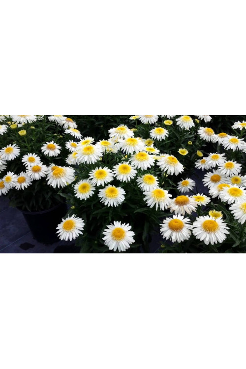 Złocień 'Real Galaxy' | Leucanthemum maximum