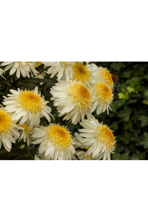 Złocień 'Real Galaxy' | Leucanthemum maximum
