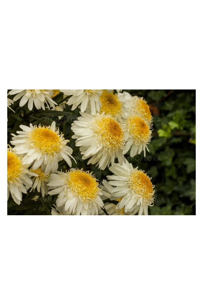 Złocień 'Real Galaxy' | Leucanthemum maximum