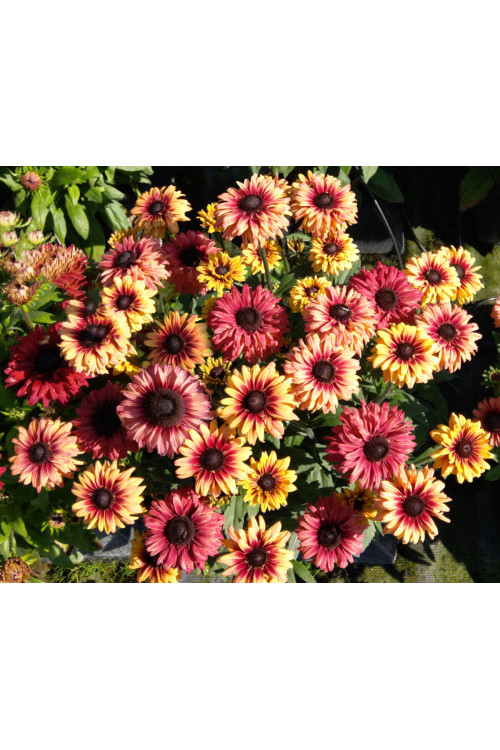 Rudbekia 'Flamenco Apricot' | Rudbeckia