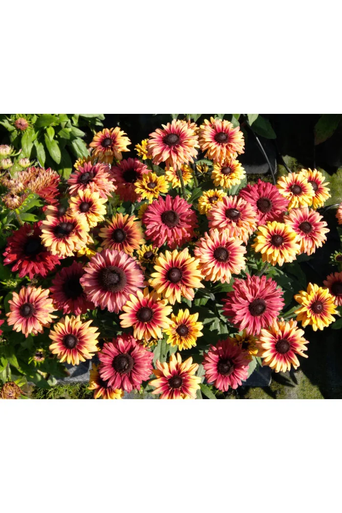 Rudbekia 'Flamenco Apricot' | Rudbeckia