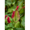 Rdest himalajski 'JS Caliente' | Persicaria amplexicaulis